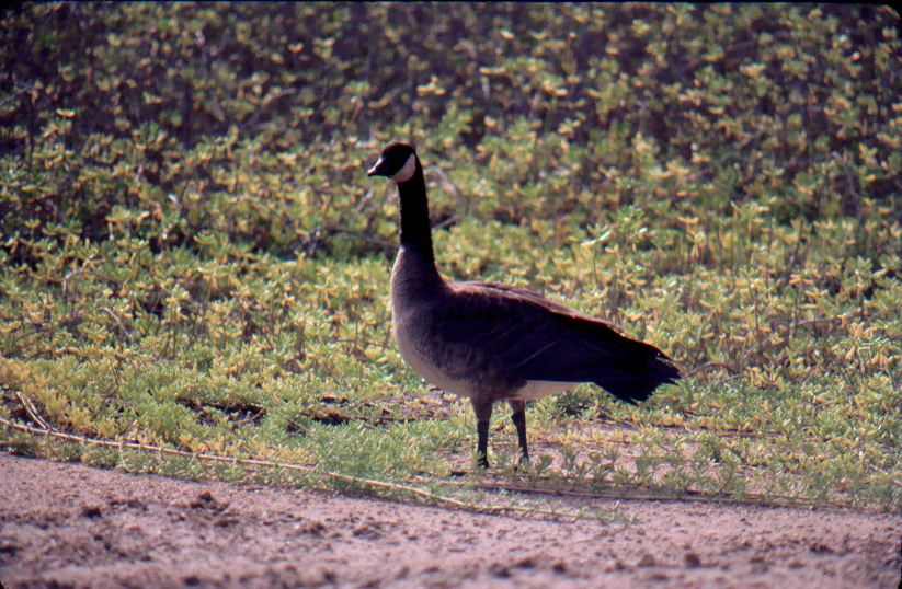 Canada Goose Branta canadensis Hawaii